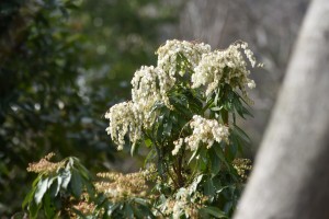 20170208　アセビの花が咲きました (2)